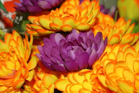 塑料,花,明亮,飞溅,开花植物,花,脆弱,花瓣 塑料,花,明亮,飞溅,开花植物,花,脆弱,花瓣