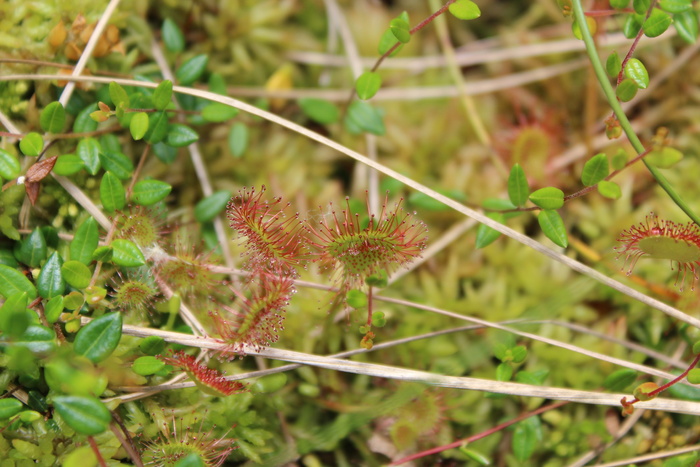 天然、植物、近景、泥炭藓沼泽、沼泽、土拨、森林、生长