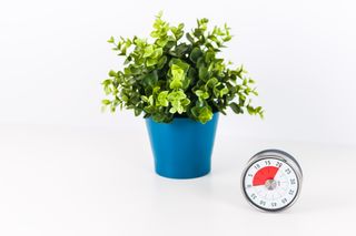 蓝色花盆里的绿色植物