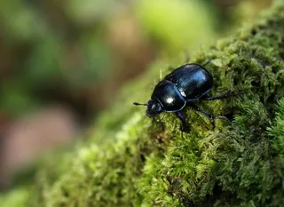 自然、户外、甲虫、粪甲虫、野生动物、无脊椎动物、动物主题、野生动物