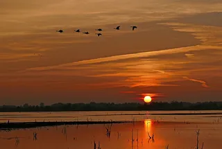 日落，鹅，飞行，天空，云，剪影，自然，户外