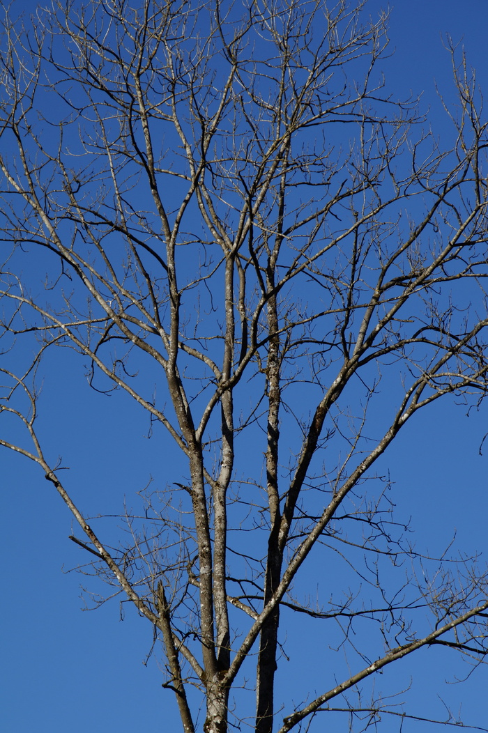 树, 审美, 分支机构, Kahl, 天空, 明亮, 冬天, 寒冬