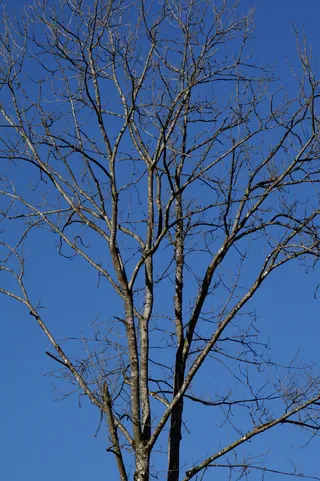 树, 审美, 分支机构, Kahl, 天空, 明亮, 冬天, 寒冬