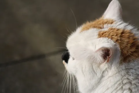 视图,近景,家猫,猫,头,猫,头,一只动物,动物主题 视图,近景,家猫,猫,头,猫,头,一只动物,动物主题