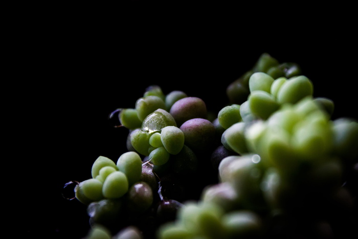 植物、食品和饮料、食品、健康饮食、新鲜度、选择性聚焦、特写、绿色