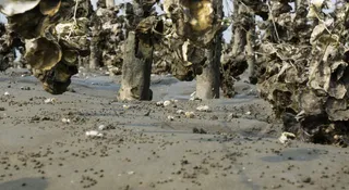 *，香山湿地，湿地，招潮蟹，蟹，泥，土，自然