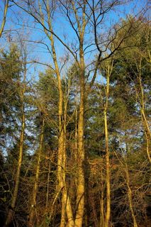 森林，树木，心情，入射，光，光的入射，一月，自然