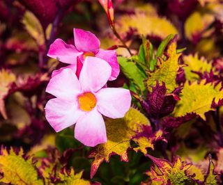粉红色的花, 植物, 创辉, 开花植物, 花, 新鲜, 花瓣, 漏洞