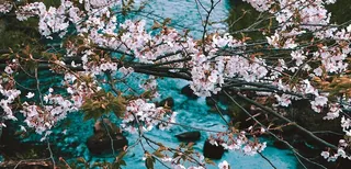 日本，大阪，樱花，溪流，樱花，简约，花朵，花朵