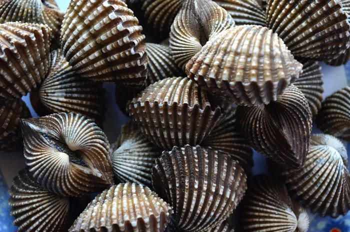 棕色蛤蜊，贝壳，扇贝，软体动物，海洋，海鲜，桩，海洋