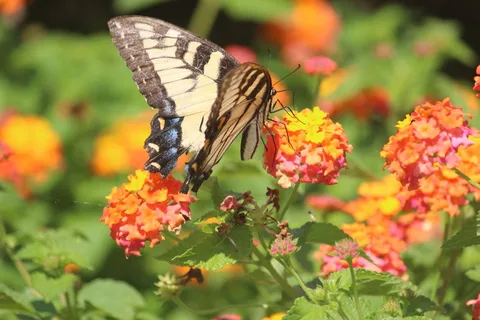 美国，教堂山，花卉，开花植物，动物主题，动物野生动物，昆虫，动物