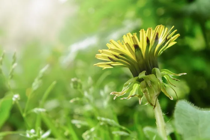 植物，花，花，菊科，蒲公英，花瓣，阳光，芽