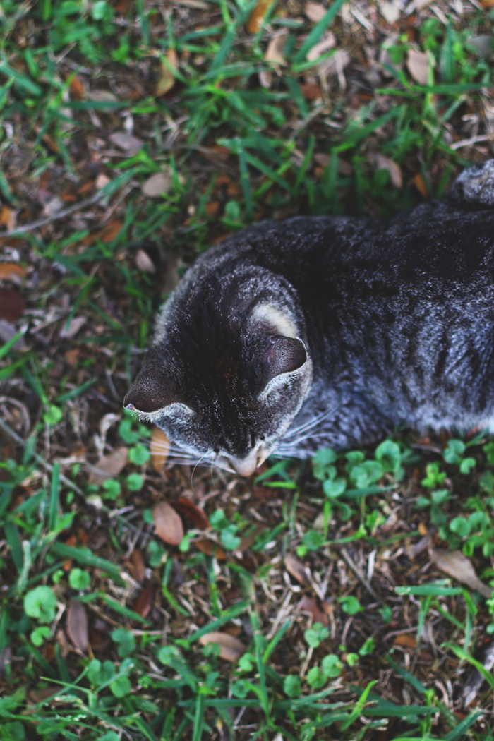 美国，拉普拉斯，头顶，胡须，看，猫，绿色，叶子