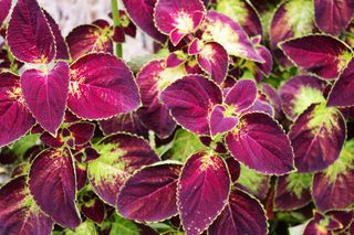 小挪威coleus，coleus，植物，叶子，树叶，植物，植被，花园