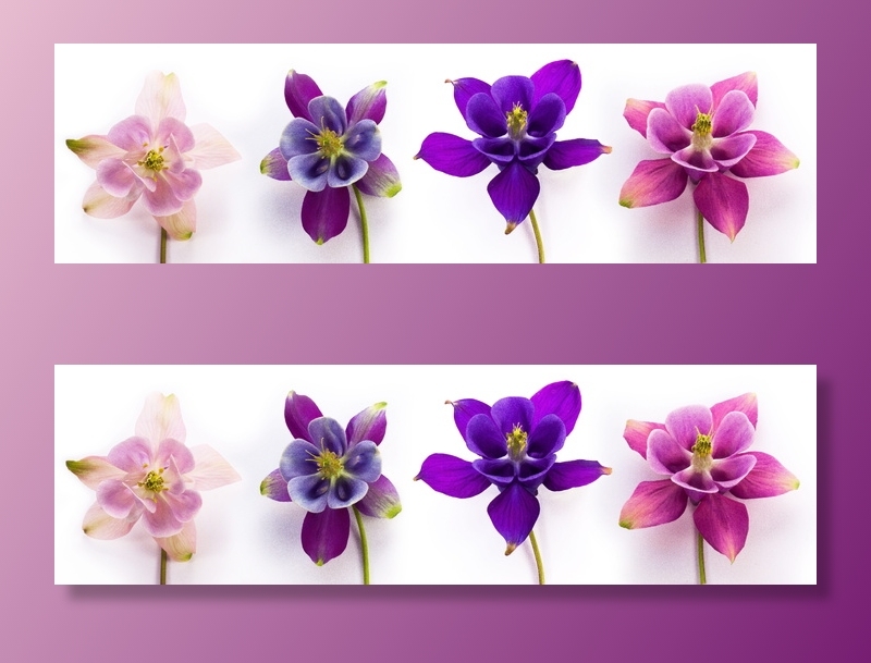 四、各色花瓣花、石柱花、水芹、属、hahnenfußgewächs、毛茛科、开花