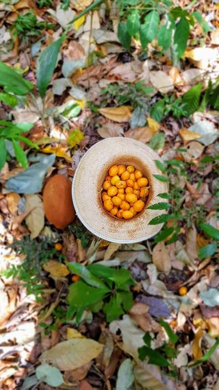 厂, 餐饮, 生产, 水果, 杏, 无名路, 巴西, mucajaí