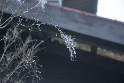 露珠，水滴，植物，玉米地，绿色，自然，树木，秋叶