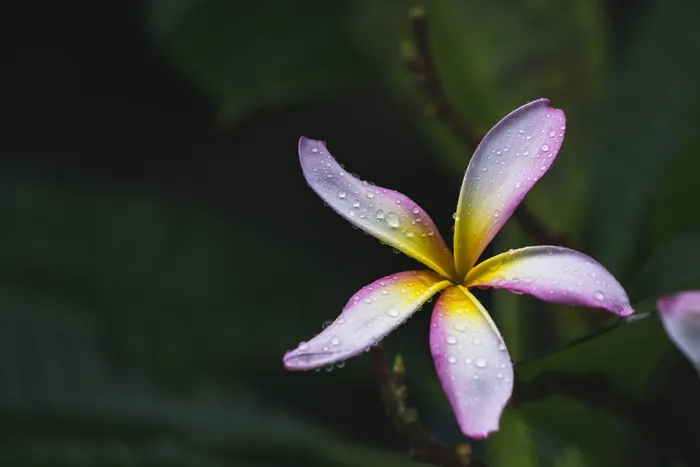 带水滴的紫色花