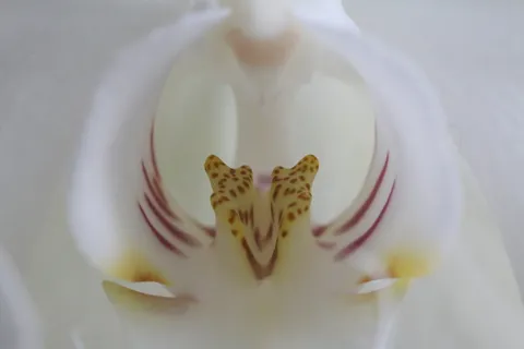 兰花,宏,蝴蝶兰,白色,兰科,自然之美,花朵,特写 兰花,宏,蝴蝶兰,白色,兰科,自然之美,花朵,特写