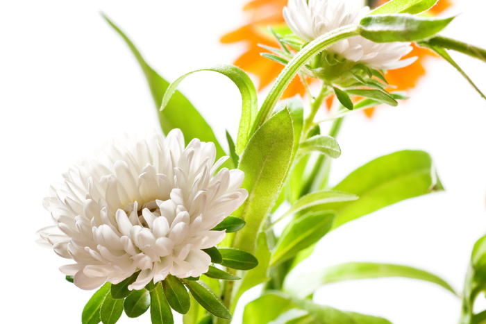 花，花，盛开，白色，盛开，红色，夏天，黄色