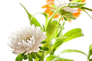 花，花，盛开，白色，盛开，红色，夏天，黄色