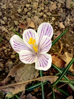 番红花, 花, 宏观, 春天, 三月, 灯泡, 下午, 自然 番红花, 花, 宏观, 春天, 三月, 灯泡, 下午, 自然