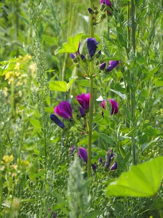 草地，对比，自然，绿色，夏天，太阳，田野，生物
