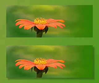 选择性，聚焦摄影，橙色，雏菊，自然，植物，夏天，花