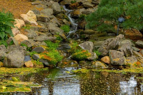 池塘、鱼、水、水生、花园、禅、金鱼、睡莲垫