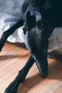 狗画像, 灰狗, 黑色灰狗, 猎犬, 猎犬, 狗休息, 漂亮的狗, 长狗 狗画像, 灰狗, 黑色灰狗, 猎犬, 猎犬, 狗休息, 漂亮的狗, 长狗