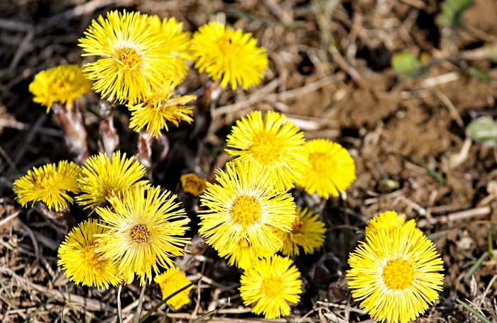 tussilago farfara, 药用植物, tussilago, 开花, 黄色, 复合材料, 花