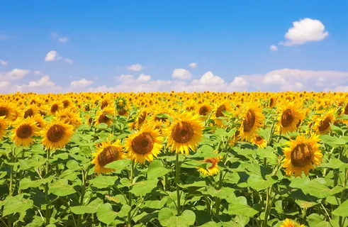 con2011，图像，自然，照片，图片，植物，向日葵，花