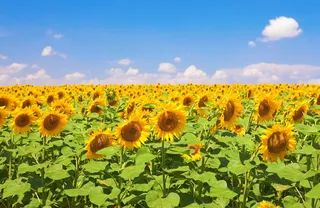 con2011，图像，自然，照片，图片，植物，向日葵，花