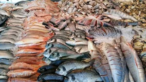 鱼类、市场、海洋、新鲜、海鲜、脊椎动物、动物、待售