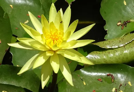 百合,花朵,黄色,墨西哥睡莲,睡莲科,黄色睡莲,墨西哥睡莲,香蕉睡莲水生 百合,花朵,黄色,墨西哥睡莲,睡莲科,黄色睡莲,墨西哥睡莲,香蕉睡莲水生