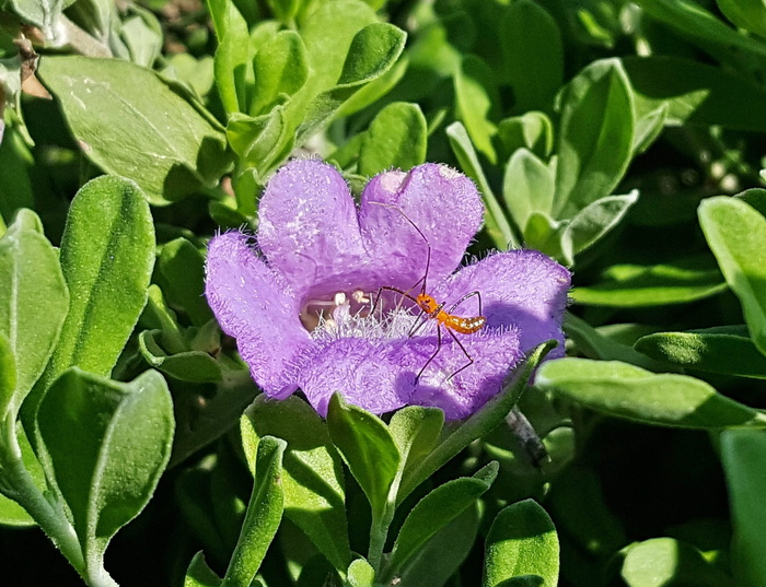 花，刺虫若虫，若虫，昆虫，鼠尾草，德克萨斯鼠尾草，晴雨表灌木，银叶