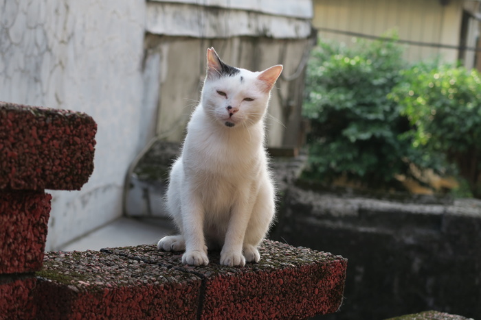 猫, 失眠, 动物, 动物主题, 一种动物, 哺乳动物, 国内, 宠物
