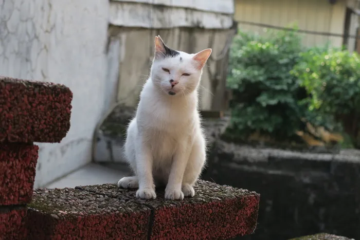猫, 失眠, 动物, 动物主题, 一种动物, 哺乳动物, 国内, 宠物