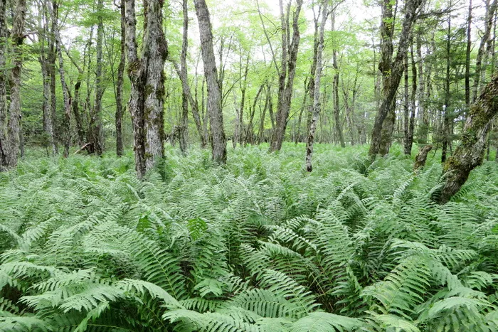 加拿大、喀里多尼亚、kejimkujik国家公园和国家历史遗址、树木、植物、森林、土地、生长