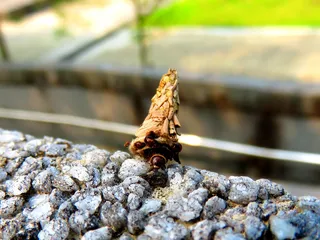 文学硕士蟻, 中国师范大学法学教师，昆汀·钟，动物主题，动物，野生动物