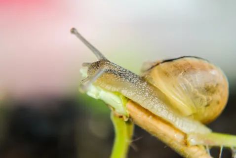 蜗牛，贝壳，软体动物，贝壳，软体动物，一种动物，动物主题，野生动物