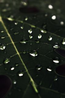 微、摄影、水露、绿色、叶子、植物、自然、植物