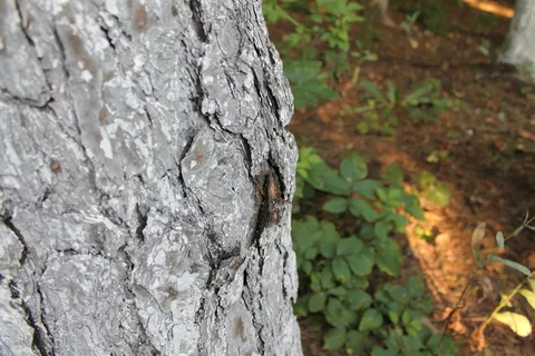 树,树皮,松树,特写,户外,植物,森林,黄色 树,树皮,松树,特写,户外,植物,森林,黄色