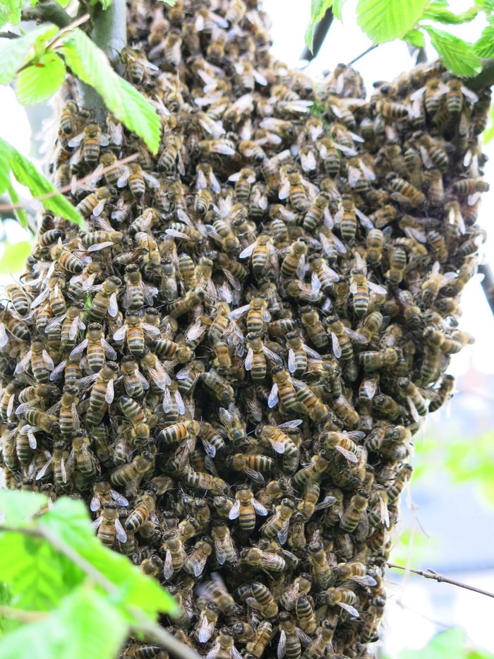 蜜蜂，蜂群，夏天，昆虫，蜜蜂，养蜂，自然，蜜蜂