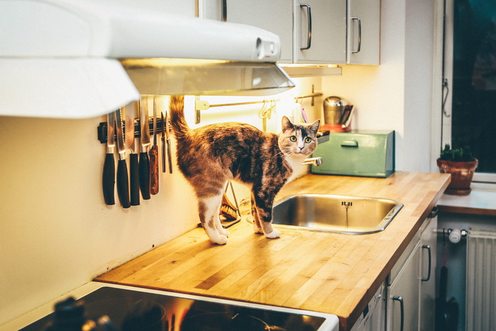 猫咪进餐，玳瑁猫咪，上衣，水槽，室内，猫咪，厨房，淘气