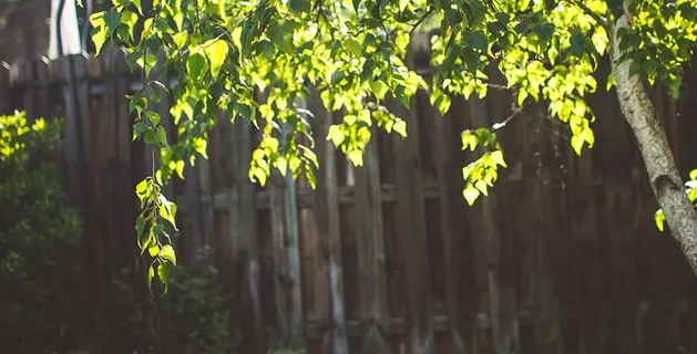 模糊，分支，分支，明亮，特写，颜色，环境，焦点