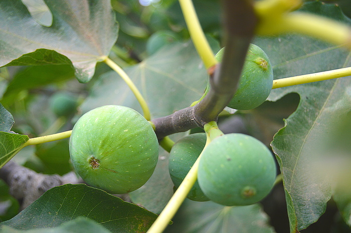 无花果、水果、水果、无花果树、甜味、绿色、食品和饮料、植物