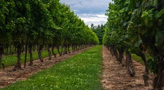 加拿大，尼亚加拉大瀑布，透视，角度，线条，生活，尼亚加拉，trippy