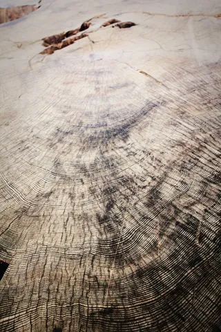 棕色表面，棕色，表面，黑色，灰色，粉色，树木，木材