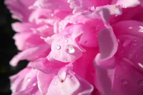 牡丹, 一滴, 花园, 园林植物, 宏, 特写, 自然, 粉红色 牡丹, 一滴, 花园, 园林植物, 宏, 特写, 自然, 粉红色